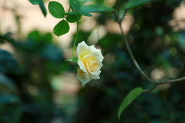 Naklejka na ściany i meble yellow rose in the garden