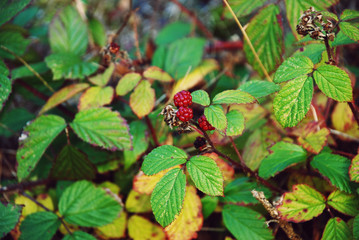 Wild Raspberries Growing on a Bush 