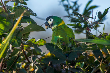 Yellow collared Macaw photographed in Corumbá, Mato Grosso do Sul. Pantanal Biome. Picture made in 2017.