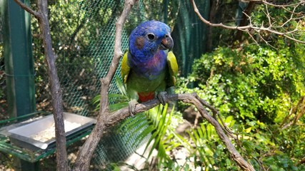 parrot on a branch