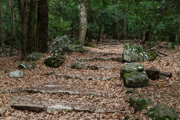 Nature landscape of autumn, Footpath in dark forest, road to grotto Maria Magdalena, The earth is covered with yellow leaves, Pathway with journey concept, Road trip through rows of tree trunks