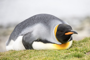 King Penguin resting on ground