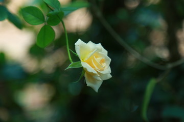 yellow rose in garden