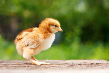 Cute little chicken on a wooden background