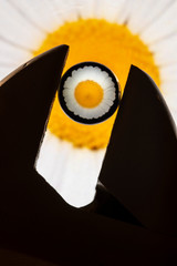 Photo chamomile in a glass ball