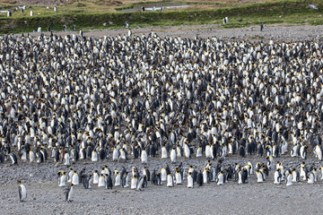 Obraz premium King Penguin colony at Fortunia Bay South Georgia