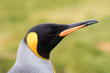King Penguin at Fortunia Bay South Georgia