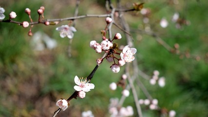 Spring Blooming tree
