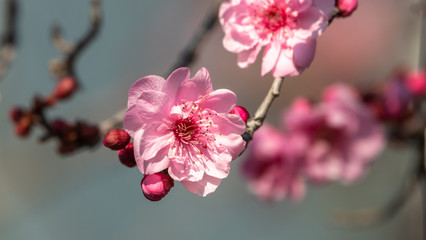 Pink tree blossoms of tree in spring