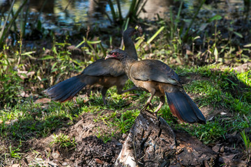 Obraz premium Chaco Chachalaca photographed in Corumba, Mato Grosso do Sul. Pantanal Biome. Picture made in 2017.