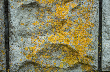 uneven concrete wall with lichen