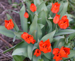 Beet mit leuchtend roten Tulpen