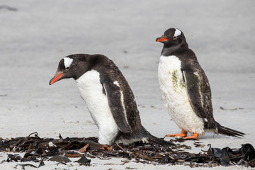 Gentoo Penguins standingon beach