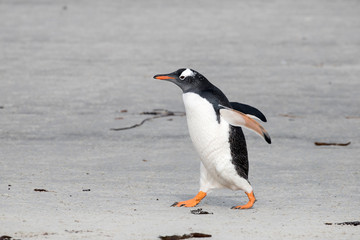 Gentoo Penguin walking with wings open
