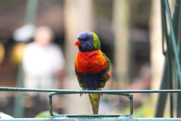 Rainbow Lorikeet bird