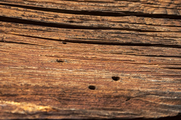 bright wood texture with cracks and holes from beetles