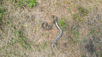 Natrix in the fall on the burned grass from afar