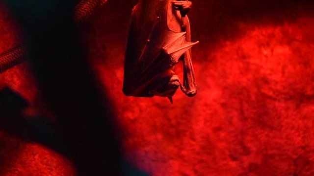 chauve souris