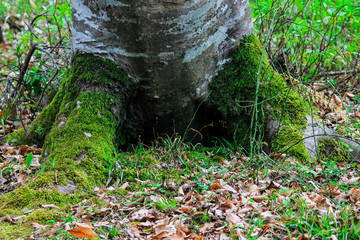  Moss on a tree in the forest around the leaves