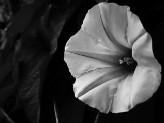 Fototapeta na wymiar image of a flower blooming in black and white