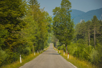 Old country avenue with trees and road markers leading into distance. Beautiful picture of italian countryside, roadtrip image.
