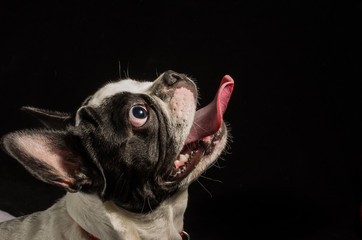 Bulldog francés Blanco y negro