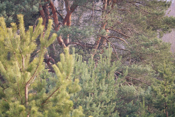 pine forest	
