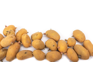 sprouted potato plants ready for planting