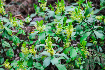 many forest flowers bloom in the meadow