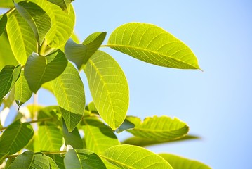 Fototapeta na wymiar Green leaves of a tree in spring