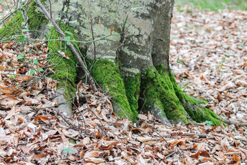 Trees with green leaves and moss on a tree on the roots in the forest