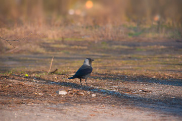 Crow on the ground stands, black bird on the big background backgrounds, nature, bird