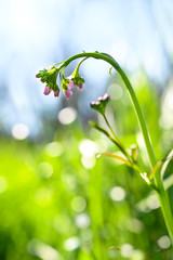 Pink flowers on a green spring meadow background