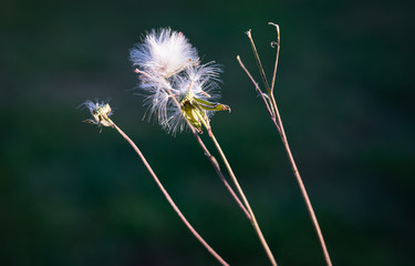 Fluffy Dandelion Silky White Seed Pod Macro Floral Closeup  