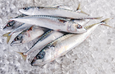 fresh mackerel lying on ice