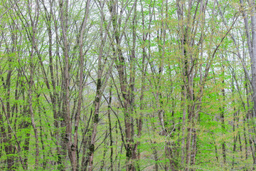  Moss on a tree in the forest around the leaves