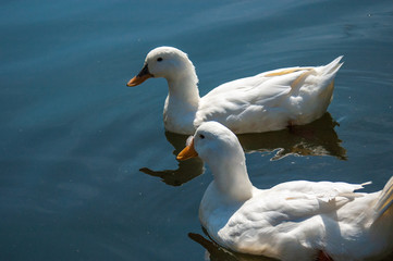 Ducks on lake