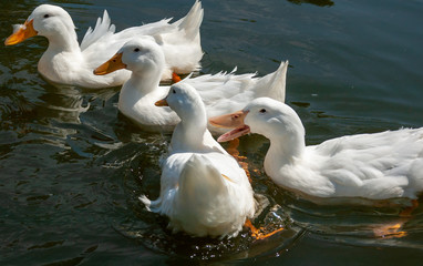 ducks in pond