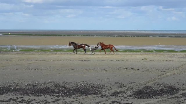 Course de trot attel&eacute;, Bretagne