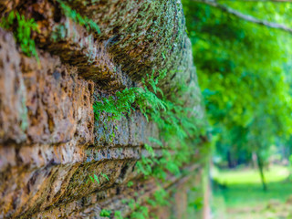 Ancient wall with green leaves and moss, perspective, forest, Angkor Wat, Siem Reap, Cambodia