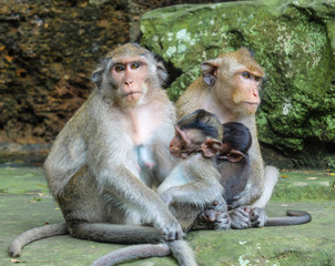 Two adult monkeys take care of their babies, green stones as background