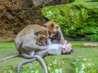 Two adult monkeys take care of their babies, green stones as background
