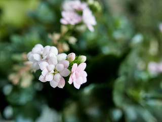 pink flowers in garden