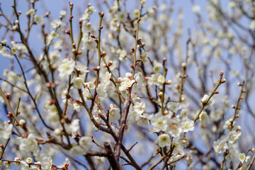 梅の花