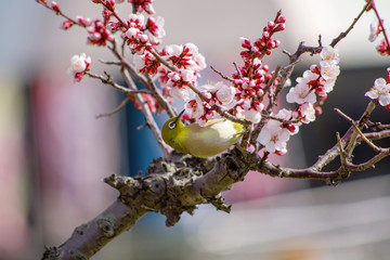 梅とメジロ