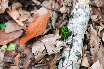 fallen leaves from trees and a branch with moss in the forest macro