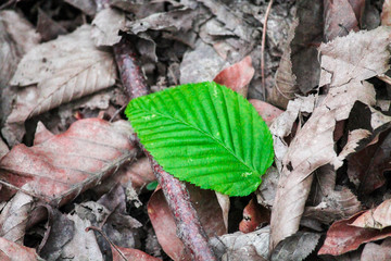  green leaf lies on brown dry foliage