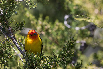 Western Tanager Bird in a Juniper tree