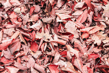  fallen dry brown foliage from trees in the forest