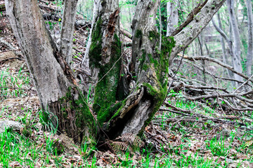 Naklejka premium Moss on a tree in the forest around the leaves